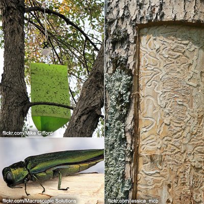 What You Need to Know About the Emerald Ash Borer